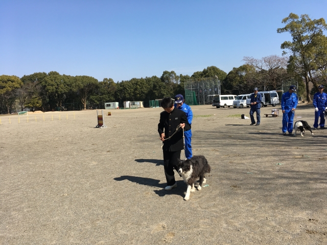 高岡中学校　職業講話２　キジマ警察犬　訓練体験中