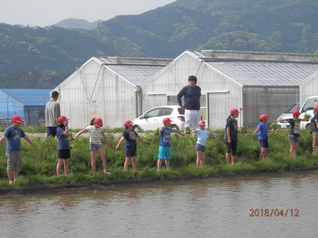 田植え 田植え