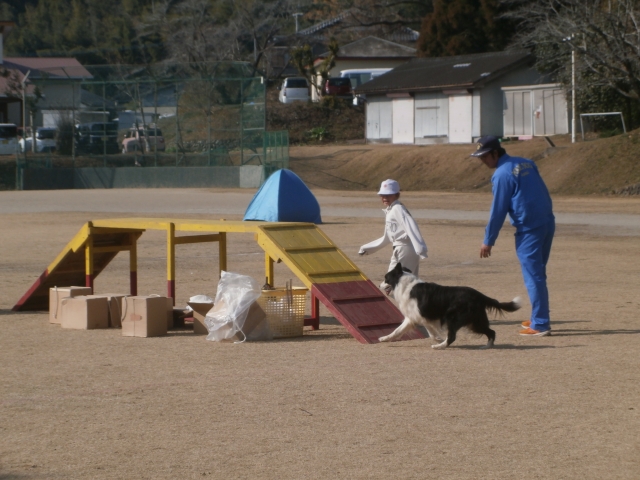 アジリティー体験をさせていただいている様子